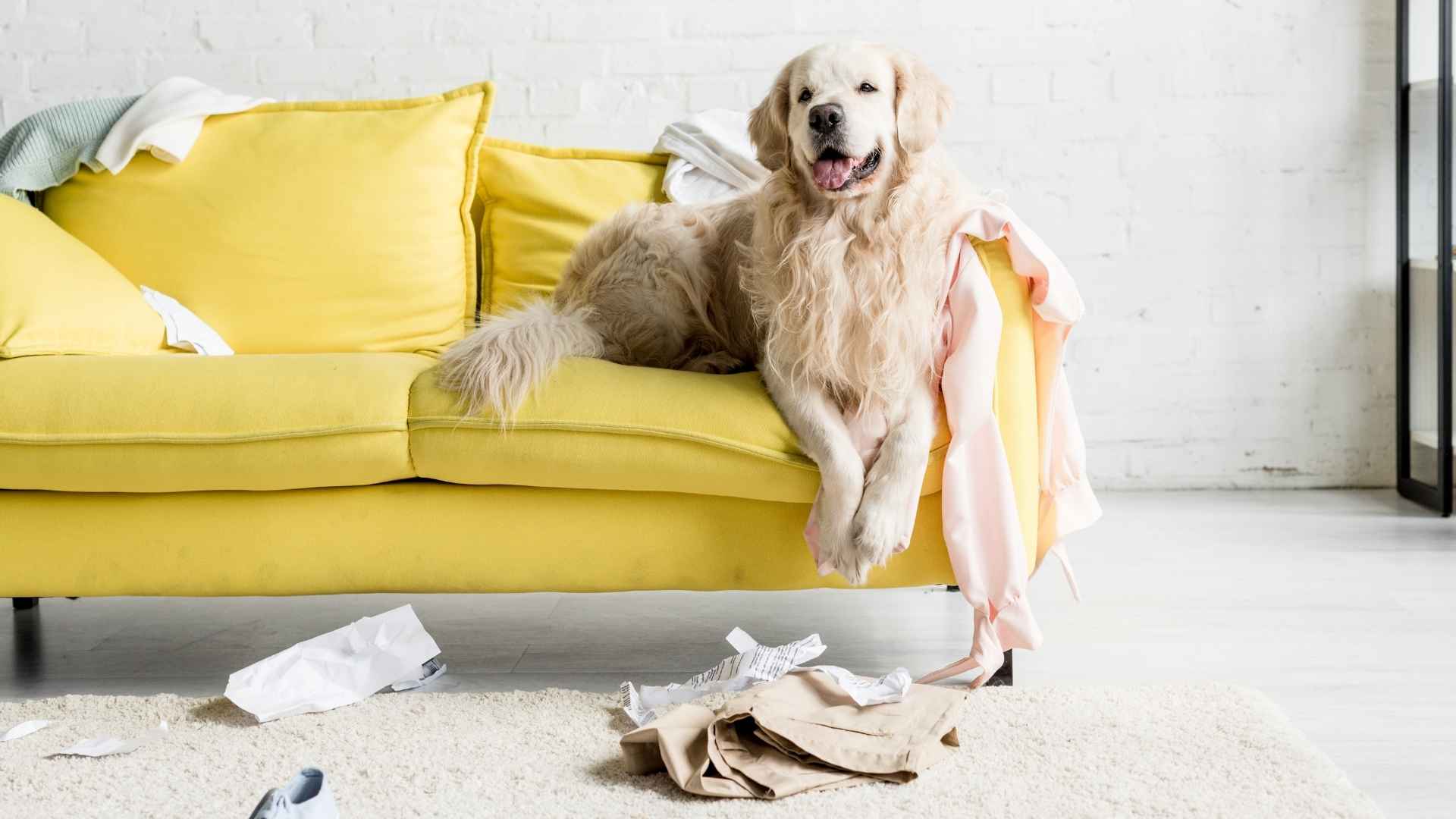 perro rompe cosas cuando se queda solo